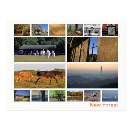 New Forest multi-image Postcard