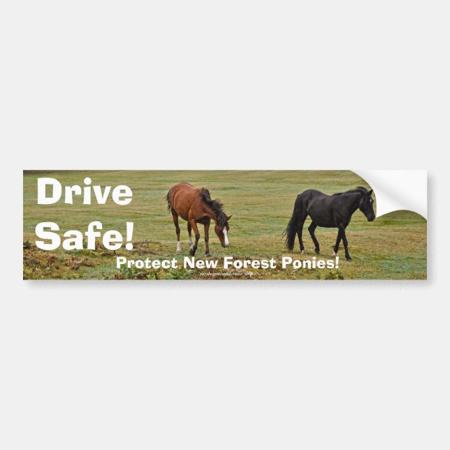 New Forest Ponies of Hampshire England Bumper Sticker (Front)