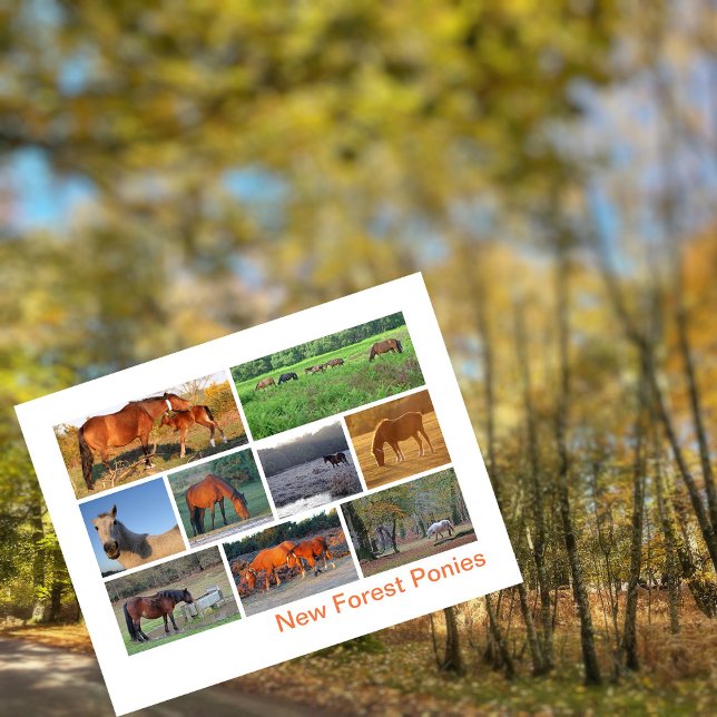 New Forest Ponies Postcard (Creator Uploaded)