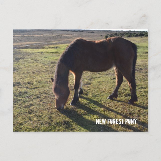 New Forest Pony2 Postcard (Front)