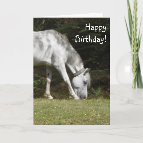 New Forest Pony Birthday Card