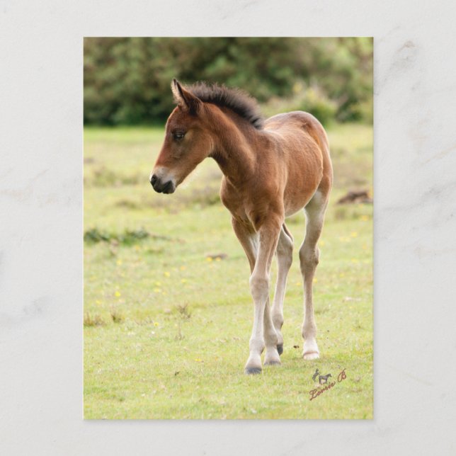 New Forest Pony Foal Postcard (Front)
