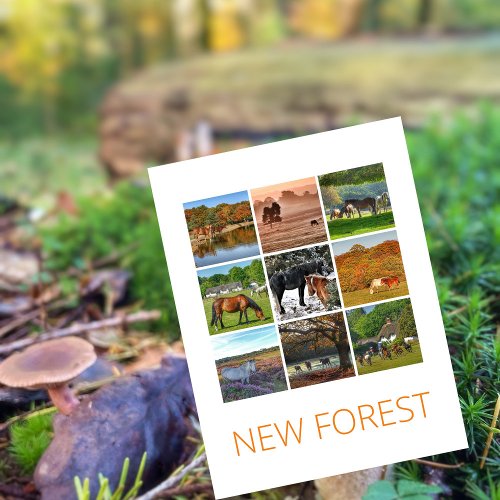 New Forest Postcard