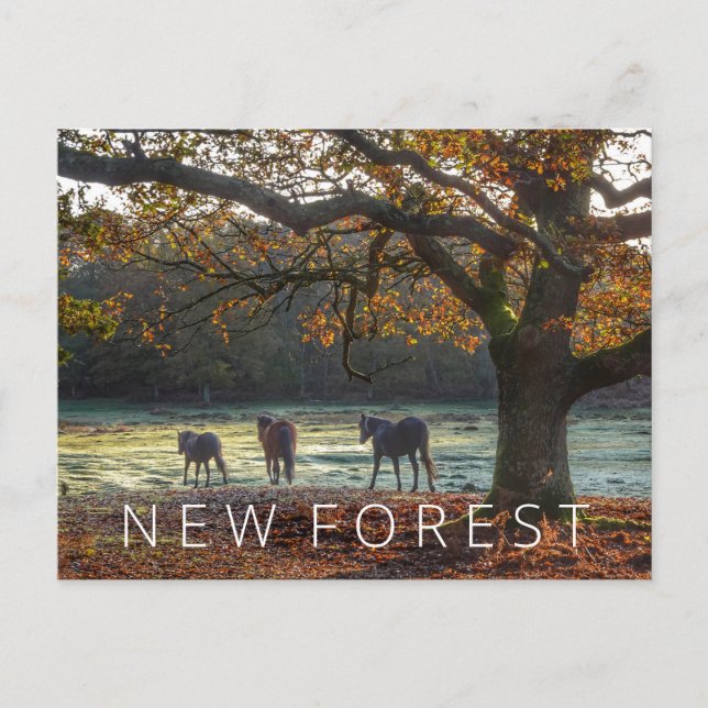 New Forest Postcard (Front)