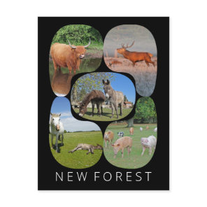 New Forest Postcard