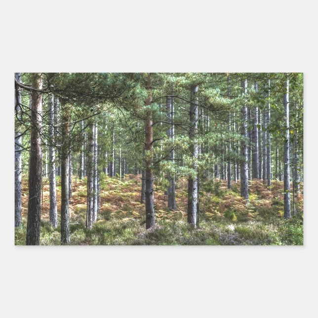 New Forest Woodland Trees Nature Scene Rectangular Sticker (Front)