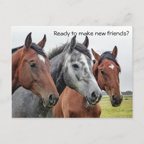 New Friends Horses Welcome From Teacher Postcard