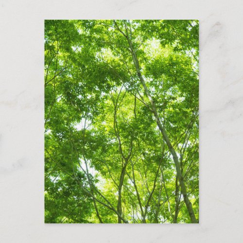 New green leaves of a Japanese zelkova tree Postcard