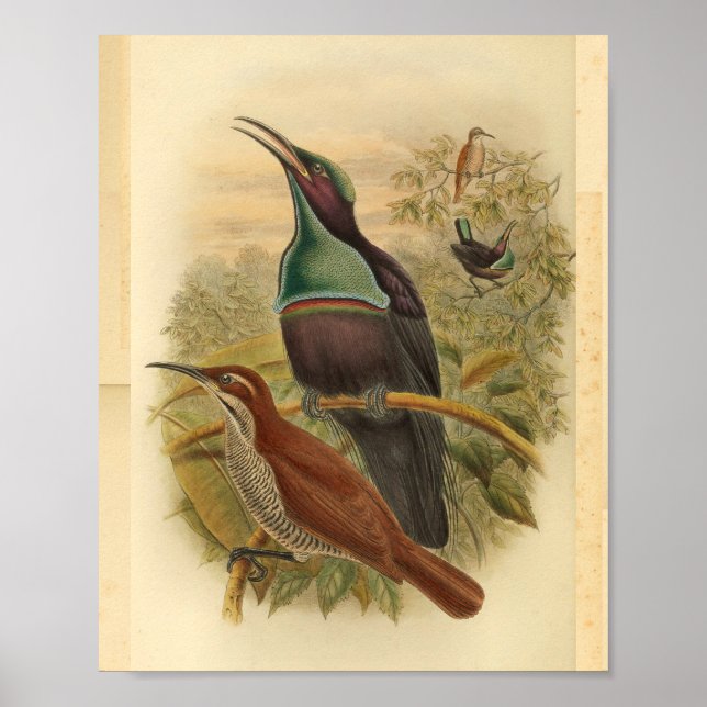 New Guinea Blue Rifle Bird Vintage Print (Front)