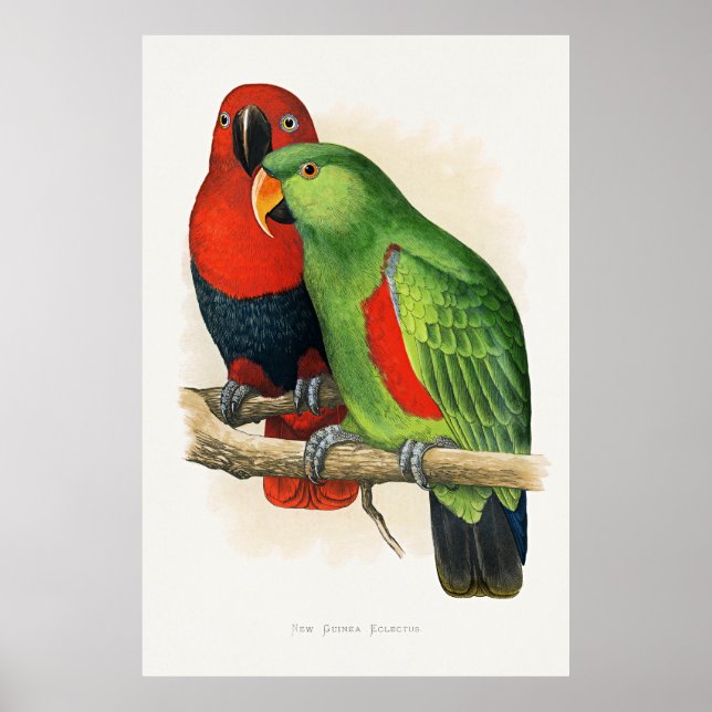 New Guinea Eclectus, parrots, Poster (Front)