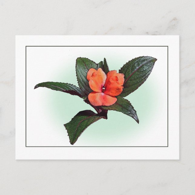 New Guinea Impatiens Botanical Sketch Postcard (Front)