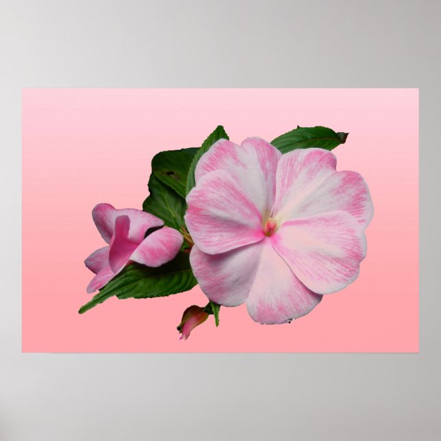 New Guinea Impatiens Pink & White Poster (Front)