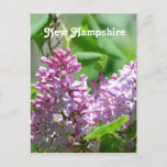 New Hampshire Lilacs Postcard