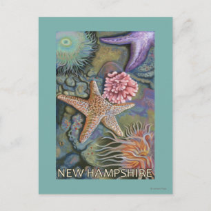 New HampshireTidepool Scene Postcard