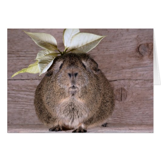 New Hat Guinea Pig Cards (Front Horizontal)
