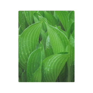 New Hostas with Raindrops Metal Print