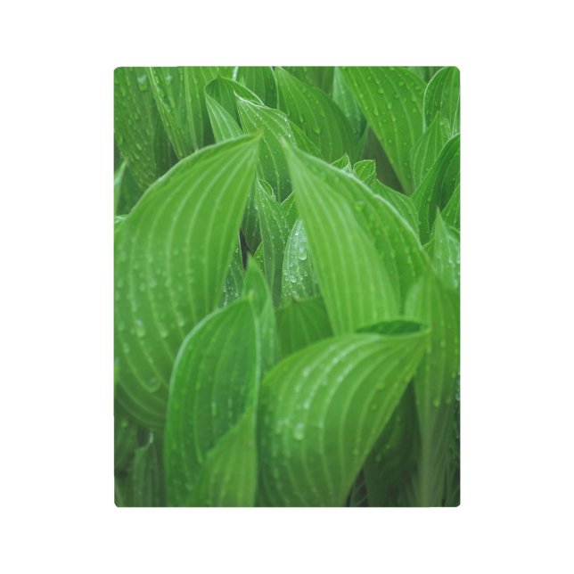 New Hostas with Raindrops Metal Print (Front)