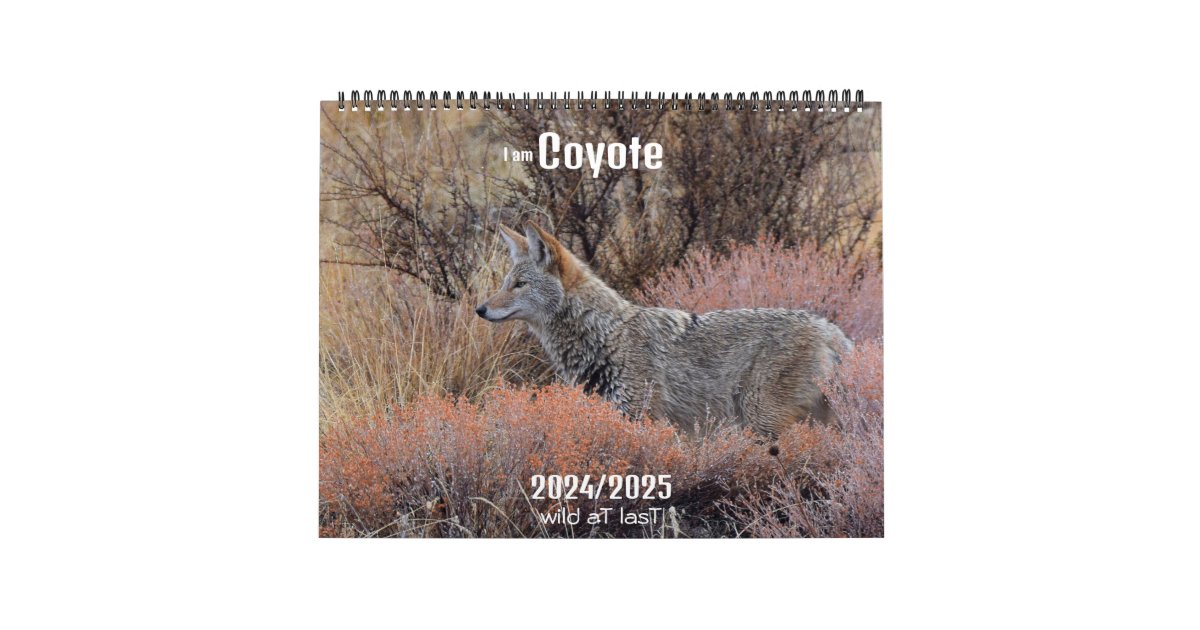 New! 'I am Coyote' 2024/2025 calendar Zazzle