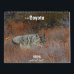 New! 'I am Coyote' 2026 calendar<br><div class="desc">'I am Coyote'  Calendar 2026 ,  'Wild at Last' photography by Tanja Thomas</div>
