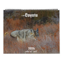 New! 'I am Coyote' 2026 calendar