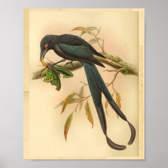 New Ireland Drongo Blue Vintage Cat Bird Print (Front)