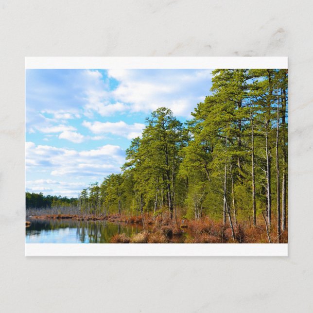New JErsey Pine Barrens in Winter Postcard (Front)