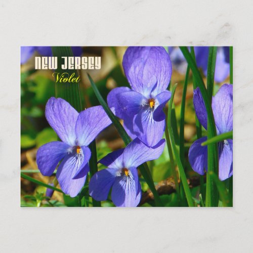 New Jersey State Flower Violet Postcard