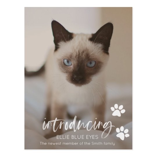 New Kitten or Cat Announcement Card