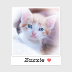 New Kitten Square Shape Photo Sticker