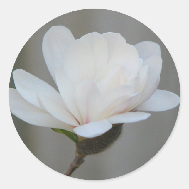 New Magnolia Centennial Bloom Classic Round Sticker (Front)