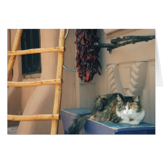 New Mexico Cat Cards (Front Horizontal)