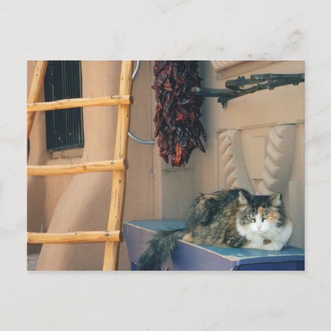 New Mexico Cat Postcard (Front)