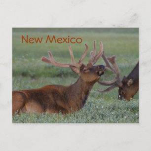 New Mexico elk postcard