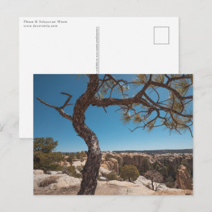 New Mexico Landscape Photo Postcard