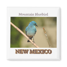 New Mexico Mountain Blue bird photograph