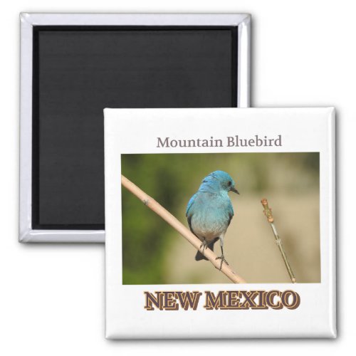 New Mexico Mountain Blue bird photograph Magnet
