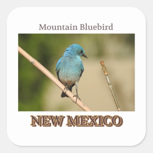 New Mexico Mountain Blue bird photograph Square Sticker