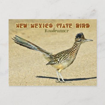 New Mexico State Bird: Roadrunner Postcard by HTMimages at Zazzle