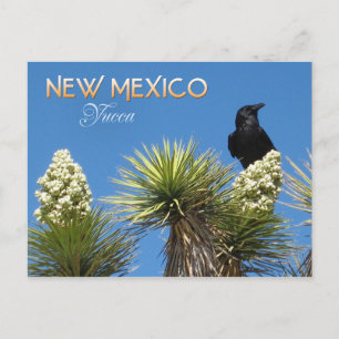 New Mexico State Flower: Yucca Flower Postcard