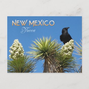 New Mexico State Flower: Yucca Flower Postcard by HTMimages at Zazzle