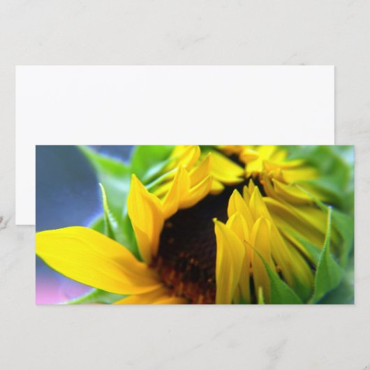 New Mexico Sunflower (Front/Back)