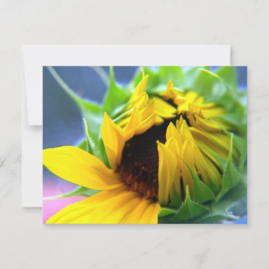 New Mexico Sunflower (Front)