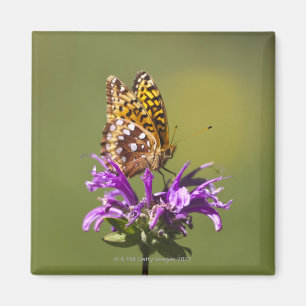 new mexico, united states of america magnet