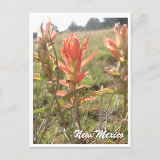New Mexico Wildflowers Postcard