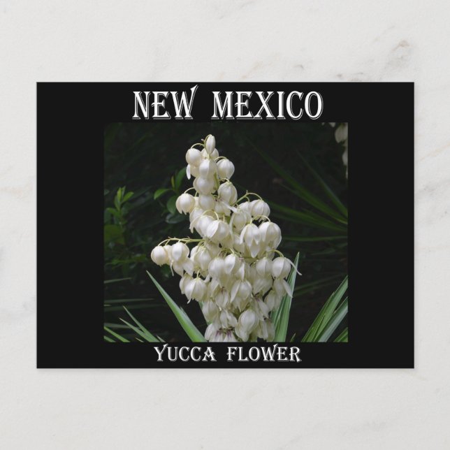 New Mexico Yucca Flower Postcard (Front)