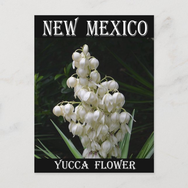 New Mexico Yucca Flower Postcard (Front)