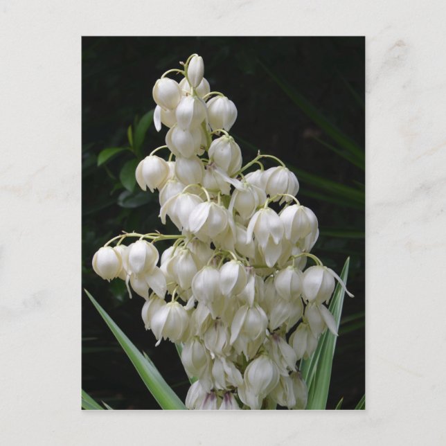 New Mexico Yucca Flower Postcard (Front)