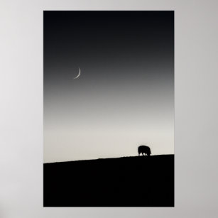 New moon and sheep grazing (6161) poster