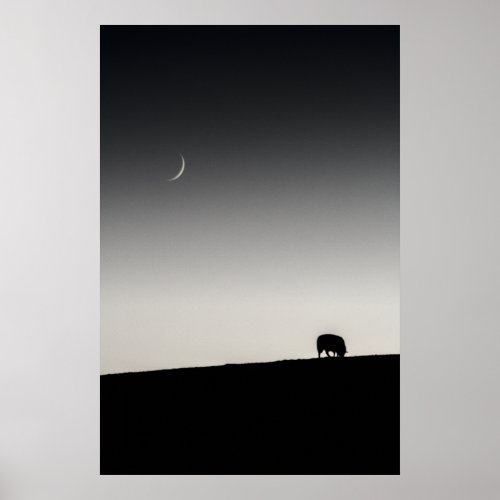 New moon and sheep grazing 6161 poster