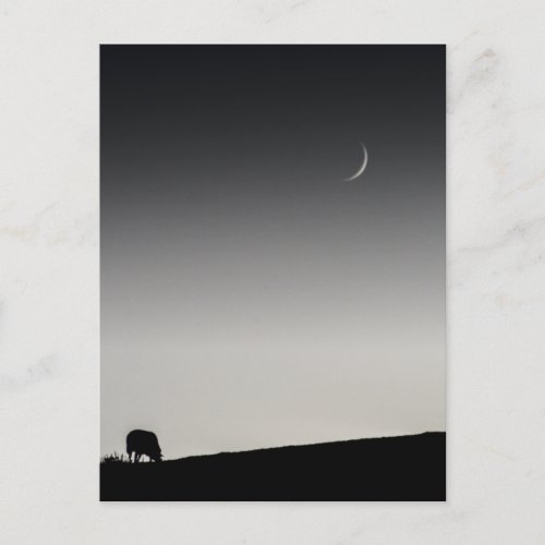 New moon and sheep grazing 6162  postcard